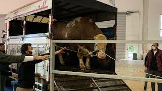 EGE BÖLGESİNİN EN BÜYÜK DANASINI KAMYONDAN İNDİRİYORUZ