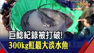 發現史上最大淡水魚!長近4米.重300公斤魔鬼魚驚現湄公河 科學家慶幸!嚴重污染沒傷到它 ｜非凡財經新聞｜20220621