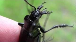 Beetle Mouthparts (Carabidae: Callisthenes calidus) Close-up