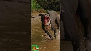  Adorable Dogs Jumping for Joy! Too Cute to Handle ️ | Mic Pets TV