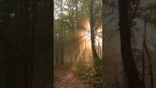 A PEACEFUL WALK IN THE WOODS. BELGIUM