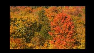 09/30/21 The Science of Fall Foliage on 'Across The Fence'