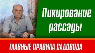 Пикирование рассады. Рассада помидор. Главные правила садовода.