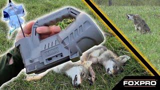 Hammerin' Coyotes With The FOXPRO Hellcat