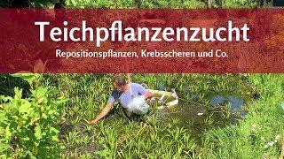 Zucht für Teichpflanzen: Krebsschere, Repositionspflanzen für Teich, Filter oder Pflanzeninsel