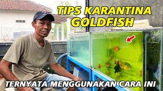 Tips Karantina Goldfish Sebelum Dikirim Ke Customer Ala Maya Rizka Goldfish