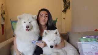 Samoyed Q & A!