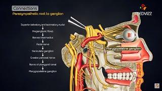 Pterygopalatine ganglion - Head and neck animated gross anatomy