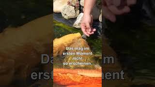 Ein Gartenteich mit 100cm großen Koi Karpfen? #garten #koiteich #teichundgarten4you