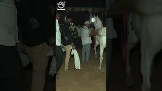 Horse Dancing at the Cattle Fair In Pushkar Rajasthan - Amazing Horse Dance at Night - #shorts.