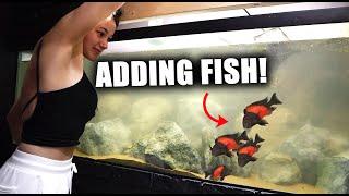 The ULTIMATE African Cichlid Aquarium with The king of DIY - ADayWithT