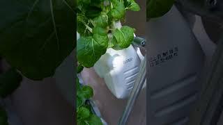 What Everyone Gets Wrong About Kratky Hydroponics, Off Grid #diyhydroponics #gardening