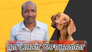 நாய்கள் சோதனை | NAAYIGAL SOTHANAI | TAMIL COMEDY | COMEDY CRACKERS #naayisothanai #dogcomedy