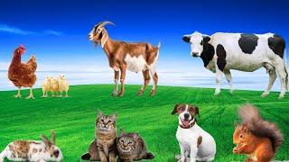 Playful Pets - Dog, Cat, Rabbit, Pig, Squirrel, Goat, Chicken - Animal Moments