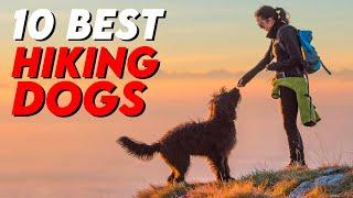 10 Best Dogs for Hiking/Backpacking