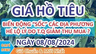 Giá hồ tiêu hôm nay ngày 08/08/2024 | Giá Tiêu Biến Động "Sốc" Các Địa Phương