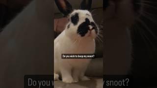 Double tap to boop the bunny snoot!funny pets cute bunny free roam rabbit #funnyanimals #shorts
