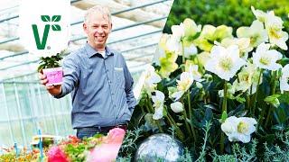 Christrosen pflanzen - das sollte man beachten! (Helleborus pflanzen) - Volkers Gartenwissen