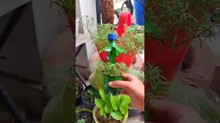 Plantation in plastic bottles #shorts #youtube #gardening #diy #shortsfeed #viral #reuse