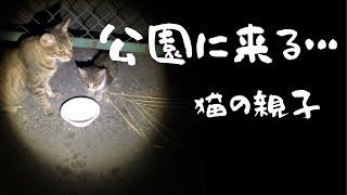 【公園に来る猫の親子】保護か地域猫か