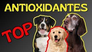 Best Antioxidants for Every Stage of Your Dog’s Life