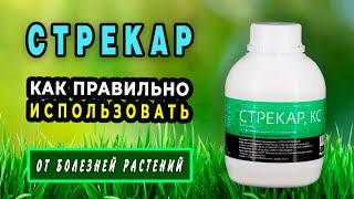 Препарат Стрекар — от болезней растений. Подробная инструкция по применению