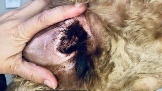 Worst dog ears I’ve ever seen!! Infected dog ears! Pulling ear hair for poodles is a must!!!