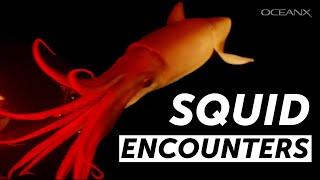 Our Top 6 Favorite Squids I OceanX Encounters