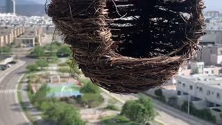 The birds may build their nest here! (6/16/24)