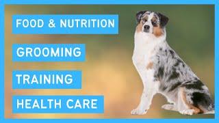 Australian Shepherd 101 - Feeding, Grooming, Training and Health care of an Australian Shepherd