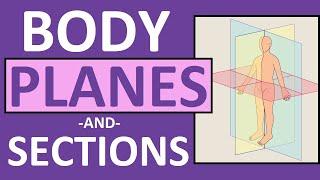 Body Planes and Sections: Frontal, Sagittal, Oblique, Transverse | Anatomy and Physiology