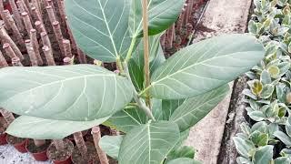 Ficus Benghalensis | Live from the Nursery Series