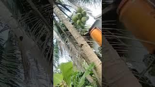 menurunkan kelapa muda ‼️ #shorts #shortvideo #kelapamuda