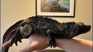 Sulawesi Black Sailfin Dragon Unboxing!| Hydrosaurus celebensis| Unboxing my DREAM Lizards!