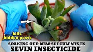 DO THIS AFTER BUYING SUCCULENTS | How to use Sevin Insecticide? Succulent Tips 다육식물 多肉植物 Suculentas