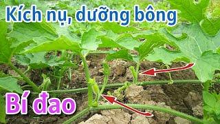 Kỹ thuật trồng bí đao: P12-Kích thích ra hoa tập trung, tăng khả năng đậu trái của bí đao