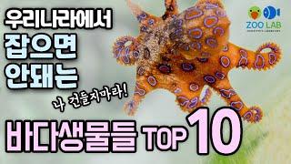 키우기 어렵거나 불법이라 잡으면 안되는 토종 바다생물들 Top10, 토종해수어, 해수어항, 토종해수어 키우기, 해루질, 해수어 금지체장