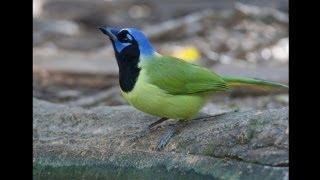 Fast Forward Through a 264-Species Birding Big Day