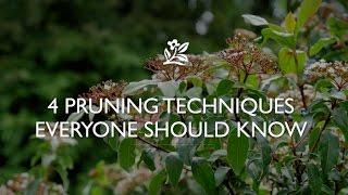 4 Pruning Techniques Everyone Should Know