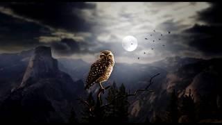 The sounds of the night forest - the howl of a wolf, the hooting of an owl, the singi