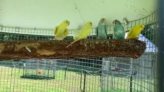 Budgerigar (Melopsittacus undulatus)