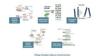 Phage Display Technology - Creative Biolabs (Updated Version)