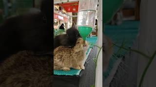 Kelincinya berebutan minum #rabbit #kelinci #berebut #animals #shorts