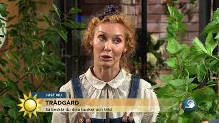 Lär dig beskära buskar och träd - Nyhetsmorgon (TV4)