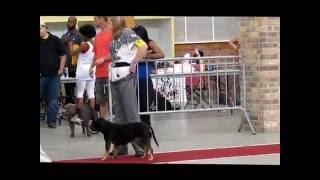 GBAR Kennels : ABKC Ragin Cajun Bully Bash 2016 (+3yr Pocket Females)