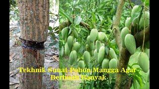 Teknik Sunat Pohon mangga Agar Berbuah Banyak