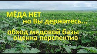 #Пчёлы.  Медовая база - это основа пчеловодства. Нету мёда, не будет ничего. Нужно спасать пчёл