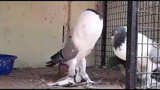 Hanna pouter#kabootar#viral#viral#animals#youtube#youtubeshorts#fancypigeon#pigeon#birdsounds#laka