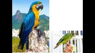 PANAY ISLAND | RACSOS iloilo | makawat | hiligaynon | ilonggo | parrot judges you on  appearance