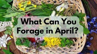 April Wild Food - What Can You Forage in Early Spring? | UK Foraging
